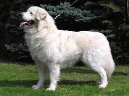 The puppies began to gradually recover and grow white fluffy fur. Skin Pigmentation In A White Ldg What S Up With That