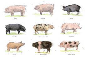 Check spelling or type a new query. Limited Edition Pig Print Oxford Sandy And Black By Zaza Shelley Notonthehighstreet Com