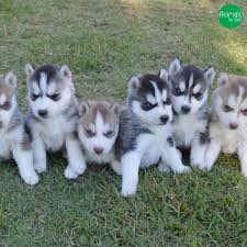 Canil De Husky Siberiano Em Ribeirao Preto Canil Montanha Dos Lobos Huskys Siberianos De Alto Padrao Em 2020 Husky Siberiano Canil Caes