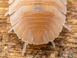 Image result for Pseudopod Ospermum