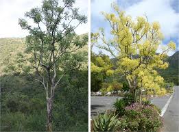 Image result for Steganotaenia