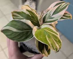 Image result for Maranta arundinacea