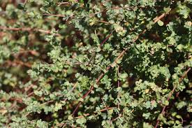 Image result for Cliffortia