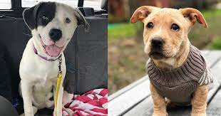 Sorry, there are no tours or activities available to book online for the date(s) you selected. From Storms To Safety Hurricane Maria Responders In St Croix Adopt Orphaned Dogs Aspca