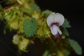 Image result for Kotschya uguenensis