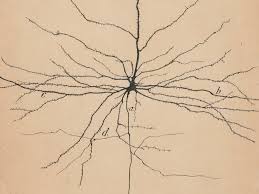 See more ideas about drawings, art drawings, art. Santiago Ramon Y Cajal S Artistic Skill Revealed The Hidden Brain Shots Health News Npr