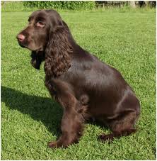 Field Spaniel Facts For Kids Pictures Breeders Puppies Temperament Shedding Animals Breeds Field Spaniel Spaniel Spaniel Breeds