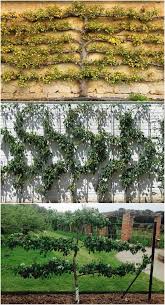 The Art Of Espalier Will Help You Train A Tree Eco Friendly Garden Tree Ground Cover