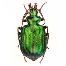 Image result for Scolopia stolzii