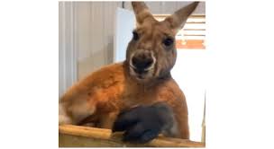 Kangaroo boxing and kangaroo fighting play an important role in a kangaroo's everyday life. The Internet Is Shocked By A Boxing Kangaroo Tiktok Video Stayhipp