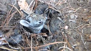 Repair cracks in plaster and glue down peeling wallpaper to get rid of places bedbugs can hide. Baby Bunny Den In My Garden What To Do Youtube