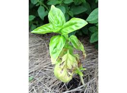 I'd bought it from ikea and it looks like they'd been overwatering as a lot of people had been having the same issue. Why Basil Leaves Turn Yellow