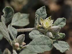 Image result for Glinus lotoides