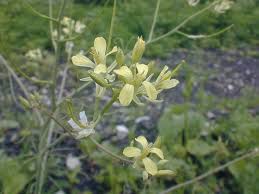 Image result for Sisymbrium burchellii