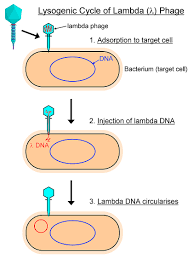 Graphic of bacteriophage lambda showing combined lytic and lysogenic processes. More Bacteriophages