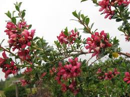 Image result for Escallonia