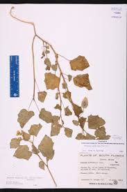 Image result for Fadogia arenicola