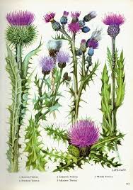 Wunderbare Zeichnung Einer Distel Botanical Drawings Botanical Prints Botanical Illustration