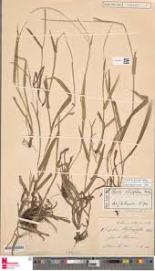 Image result for Melinis macrochaeta