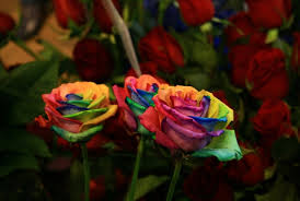 Select from premium rainbow flowers of the highest quality. How To Grow A Rainbow Rose Naturally Pickchur