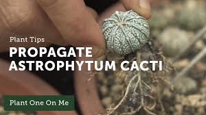 Wash the seeds to remove all pulp, and dry them on a paper towel in a. How To Propagate Astrophytum Cacti Ep 107 Youtube