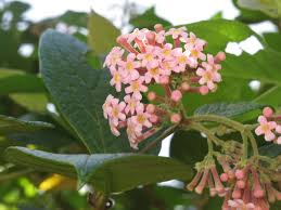 Image result for Rogiera cordata