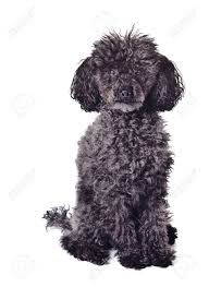 Black And White Toy Poodle Black Toy Poodle Full Grown Google Search Fine Art Prints Poodle Digital Backdrops