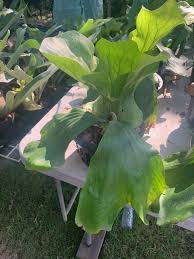 Image result for Platycerium stemaria