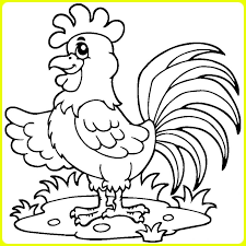 Cara menggambar ayam betina youtube. Gambar Sketsa Ayam Jago Betina Bangkok Goreng Kartun Lengkap