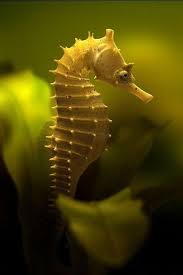 Sea Horse Beautiful Sea Creatures Seahorse Sea And Ocean