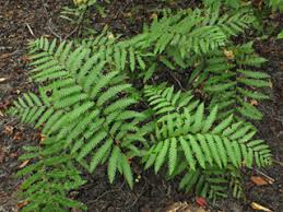 Image result for Vahadenia