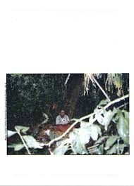 Image result for Psychotria mildbraedii