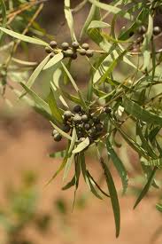 Image result for Euclea