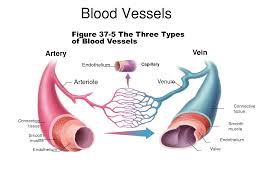 Smartdraw includes 1000s of professional healthcare and anatomy chart templates that you can modify and make your own. Draw Diagrams Of Arteries Veins And Capillaries In Your Own Words Explain Their Functions And In Relation To Their Structure Enotes Com