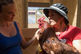 Contents why the abdomen swells how to mitigate the effects of a swollen belly the truth is that this brings us a little closer to what's really going on with a swollen abdomen. How To Conduct A Chicken Health Examination The Open Sanctuary Project