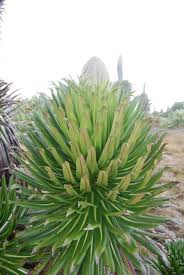 Image result for Lobelia chireensis