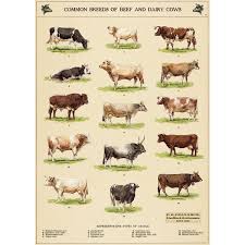 Beef Dairy Cow Breed Chart Vintage Style Poster Breeds Of