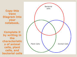 Check spelling or type a new query. Activity 82 The Cells Of Producers Ppt Download