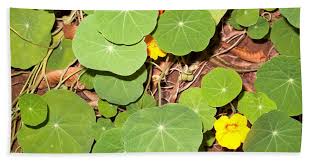 Display this bright and sunny wreath on doors, walls, and windows in indoor or covered outdoor locations. Beautiful Round Green Leaves Of A Plant With Orange Flowers Hand Towel For Sale By Ashish Agarwal