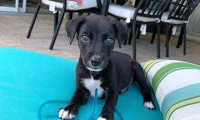 Needs a foster or forever home! These Orlando Based Puppies Are Up For Adoption And In Need Of A Good Home