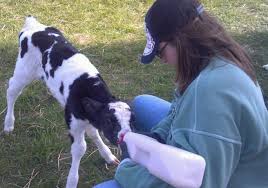 Pretty black and white cow wears a baseball hat. A New Baby Now What Dairy Carrie