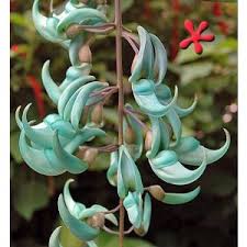 Image result for Strongylodon macrobotrys