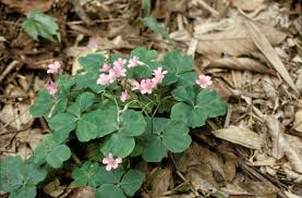 Image result for Emilia debilis