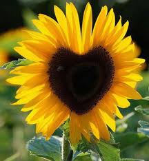 Ideally, a haiku is a poem that before writing a haiku, you need to have a topic in mind. Haiku Flowers Startseite Facebook