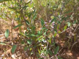 Image result for Grona barbata