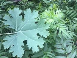 Image result for Macleaya
