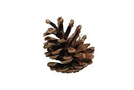 Pine Cone Png Image Pine Cones Cone Pine