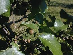 If you're planning on planting in spring or in summer, provide for more regular watering, especially at the beginning. Callery Pear Pyrus Calleryana