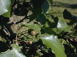 The first year is the most tentative. Callery Pear Pyrus Calleryana