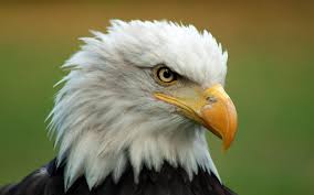 Visit our website choose wallpaper your screen size click here to download. American Eagle Logo Wallpaper 68 Images